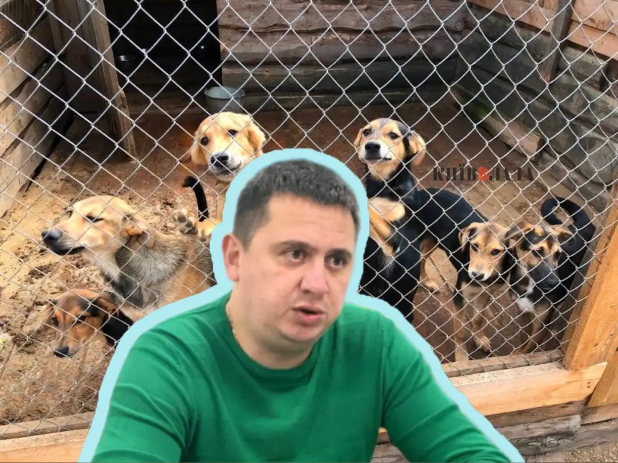 Київ оновив програму поводження з тваринами: менше коштів на будівництво центру, більше підтримки притулкам