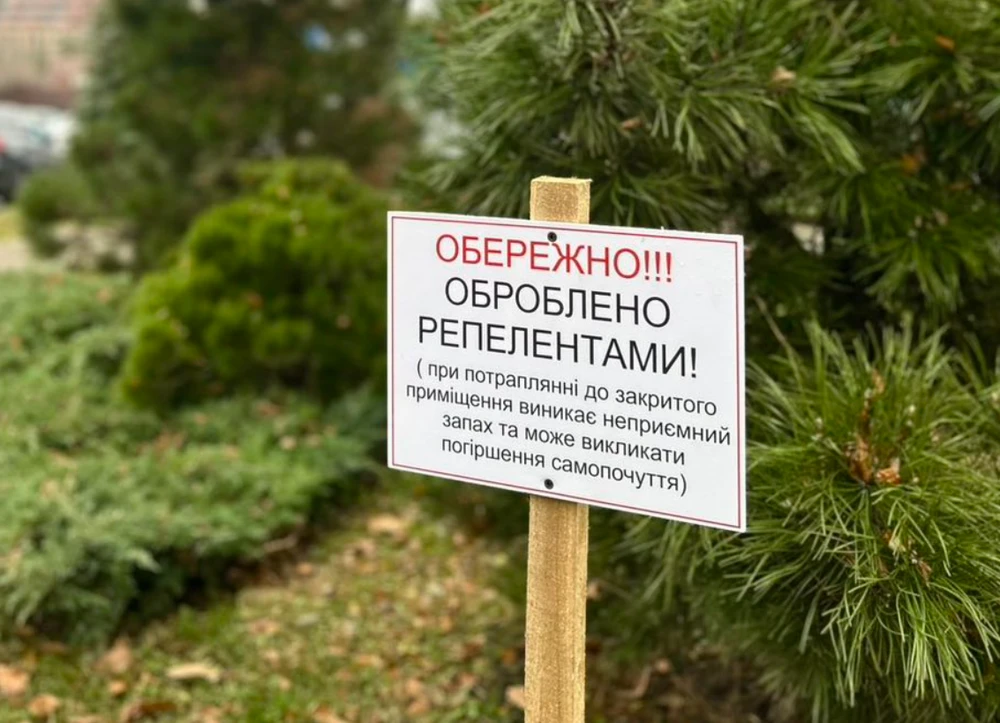 У Києві захищають хвойні насадження: дерева покрили спеціальними хімічними сумішами