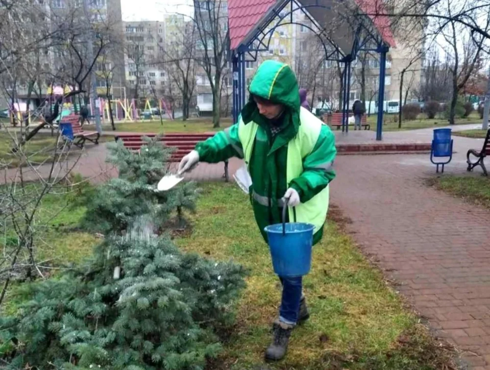 У Києві захищають хвойні насадження: дерева покрили спеціальними хімічними сумішами