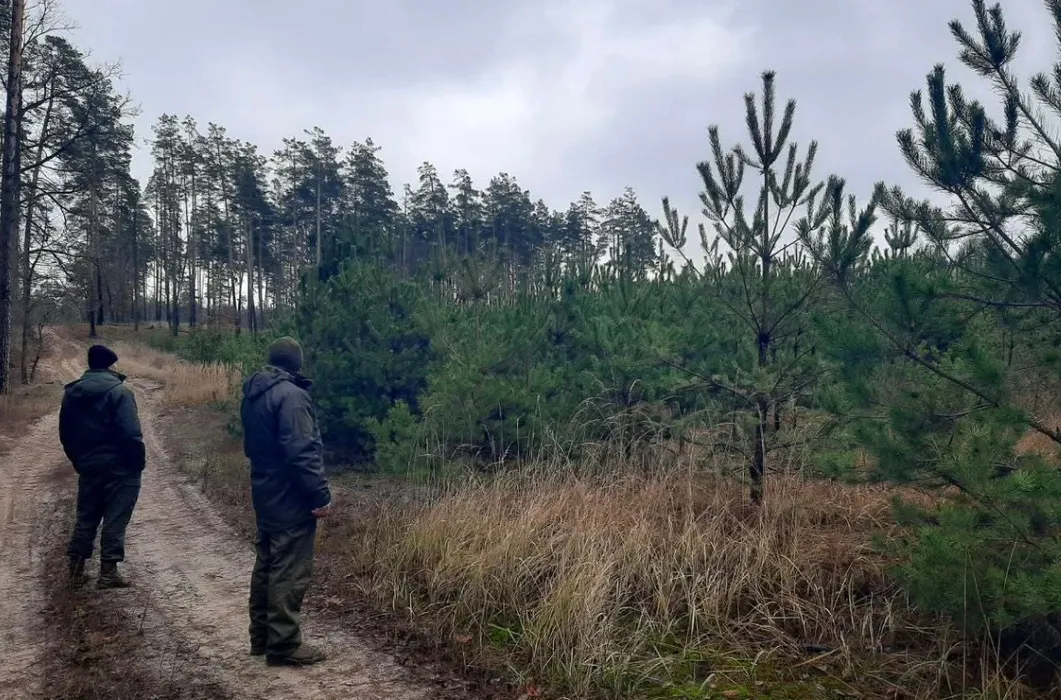 Перед святами киянам нагадали про відповідальність: у міських лісах посилили охорону хвойних