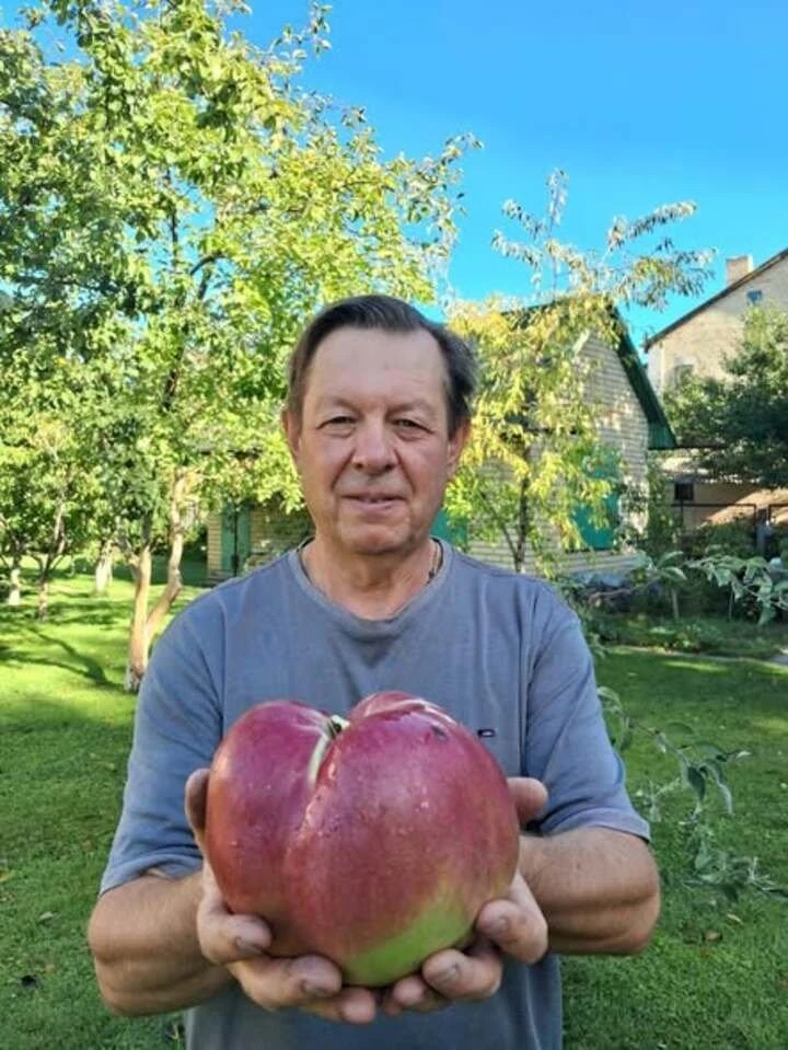 Яблуко-рекордсмен із київського саду: столичний садівник встановив національне досягнення