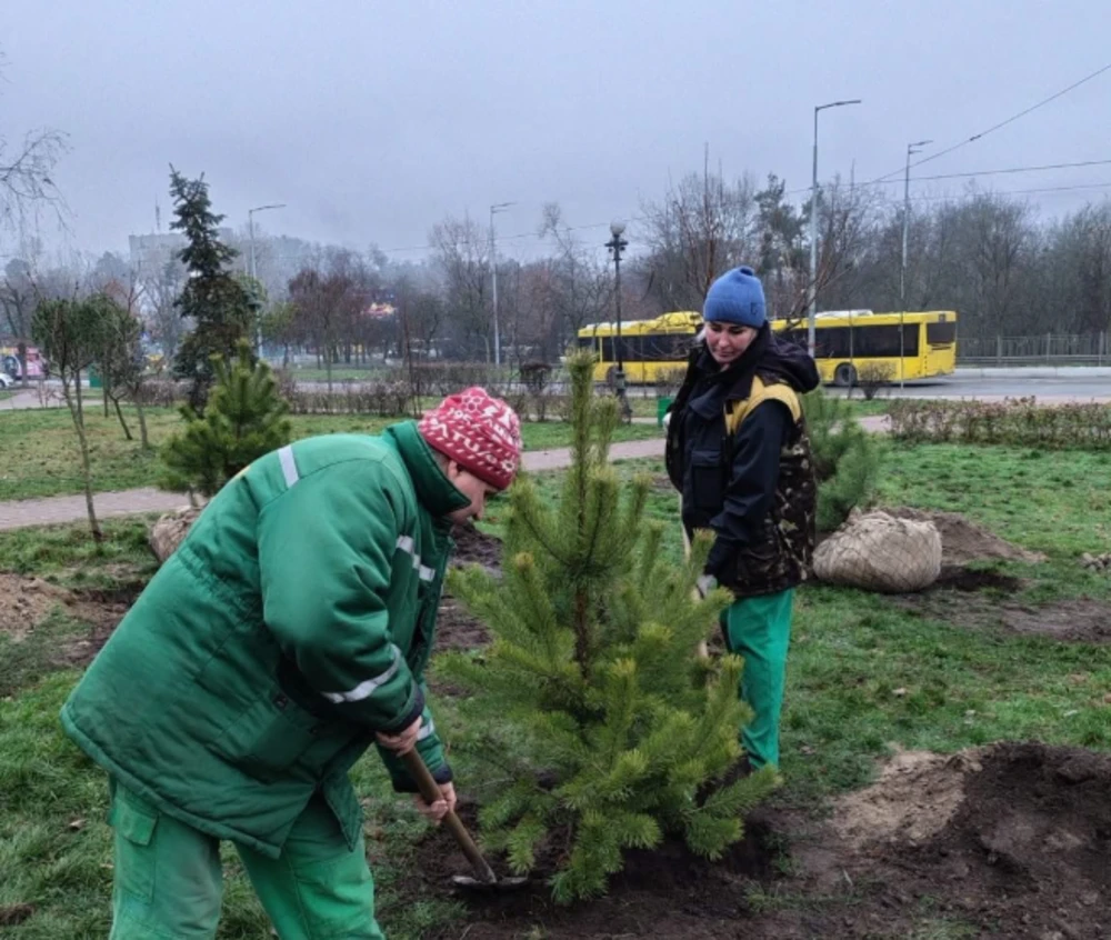 Зелені акценти посеред зими: де на Оболоні висадили нові дерева