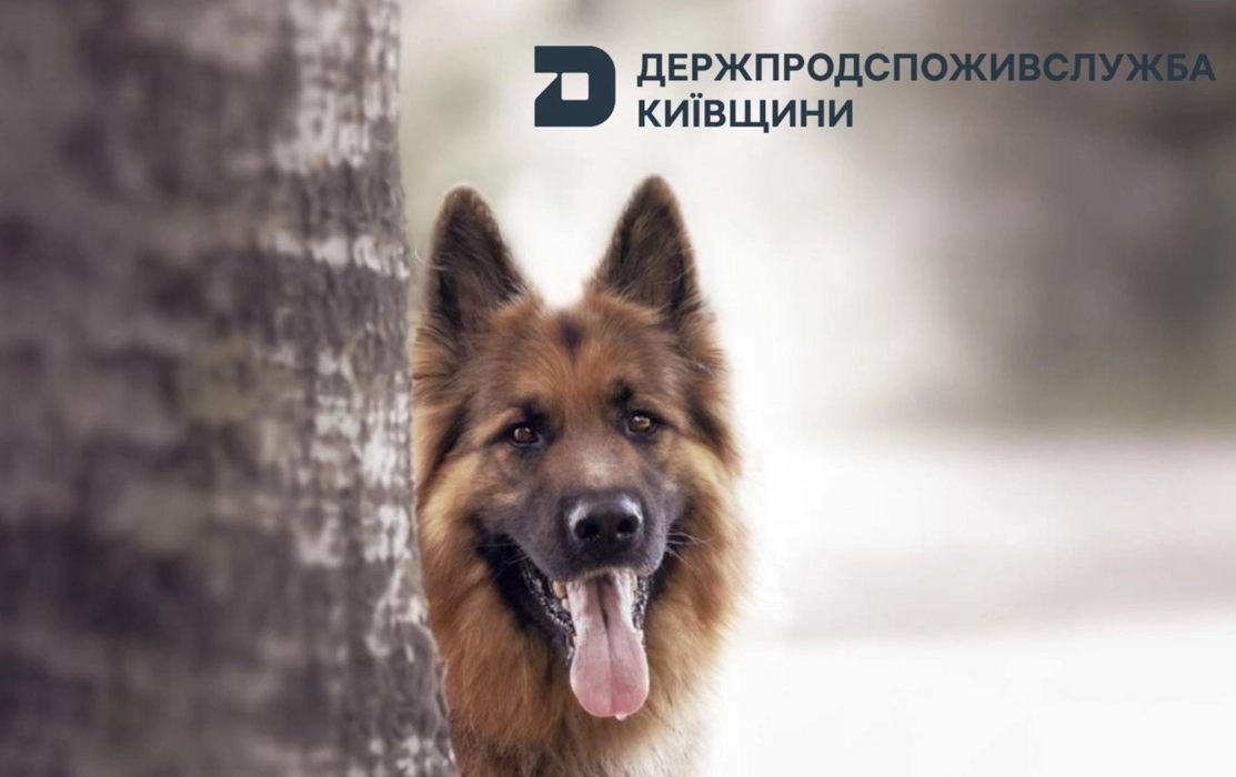 На Київщині триває масова вакцинація тварин через загрозу смертельного захворювання